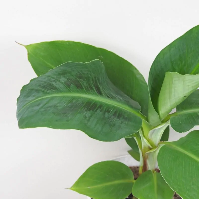 Banánovník: Starostlivosť a tipy, aby sa mu darilo v interiéri Bananovnik Musa tropicana