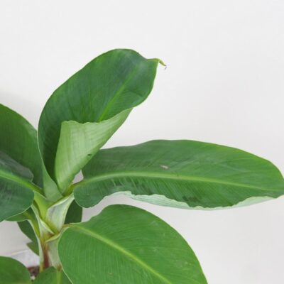 Bananovnik Musa tropicana