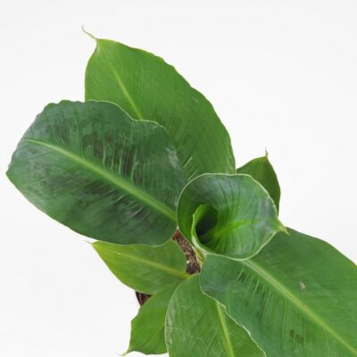 Bananovnik Musa tropicana