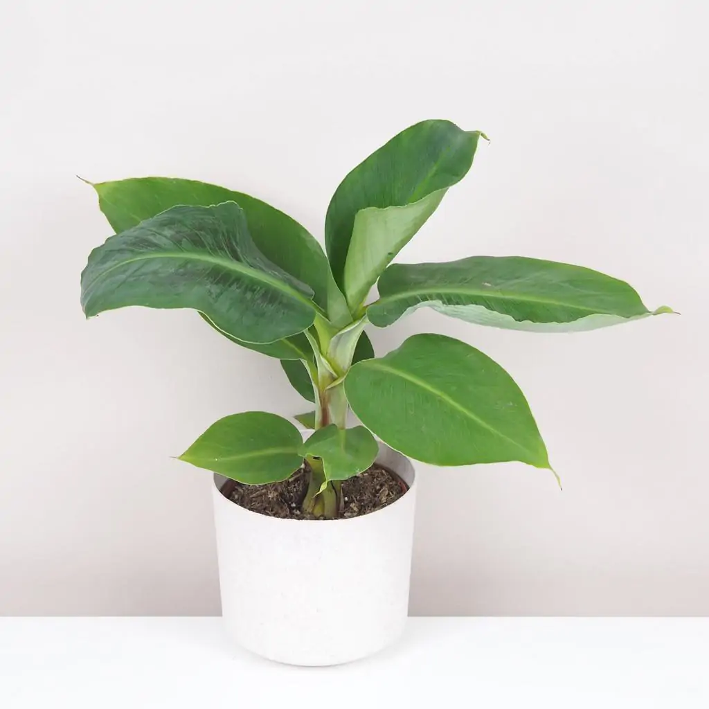 Banánovník Musa tropicana