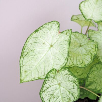 Caladium ‘White Knight’ Caladium White Knight