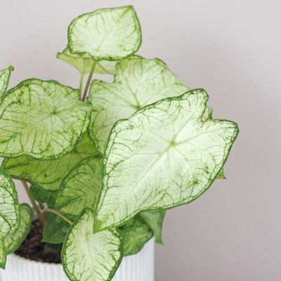 Caladium ‘White Knight’ Caladium White Knight