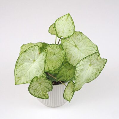 Caladium ‘White Knight’ Caladium White Knight