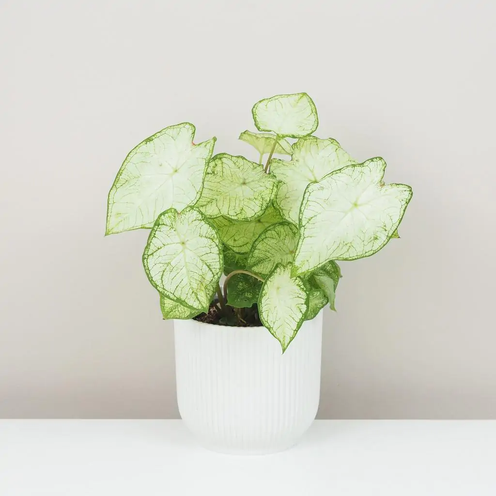 Caladium ‘White Knight’