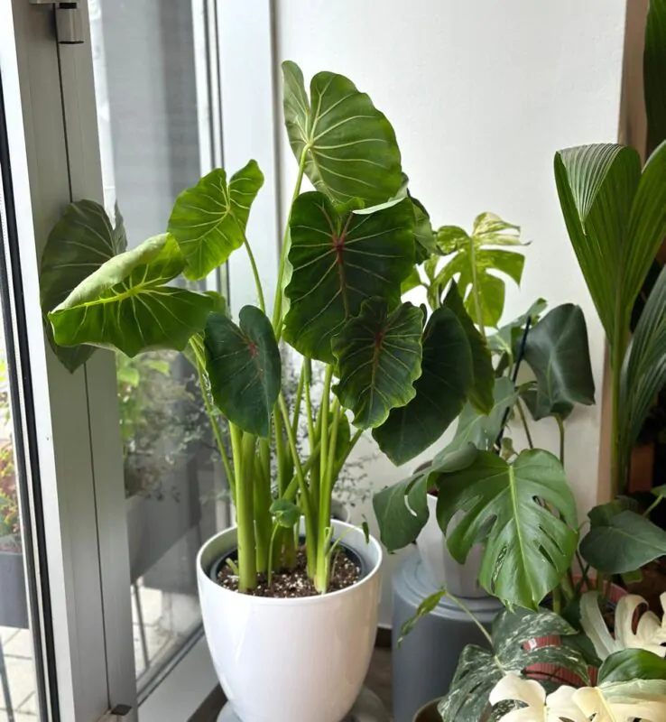 Prestaňte robiť tieto 3 chyby a vašim rastlinám sa bude oveľa lepšie dariť colocasia pri okne plantizia Plantizia.sk