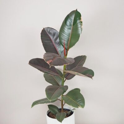 Ficus elastica Pink Camouflage panasovany fikus