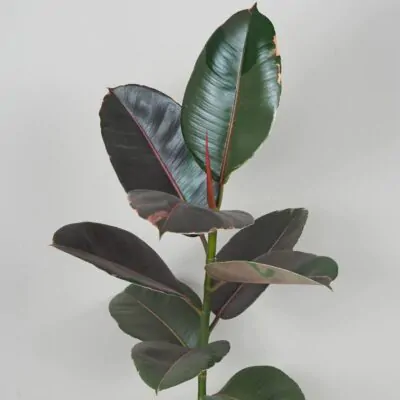 Ficus elastica Pink Camouflage panasovany fikus