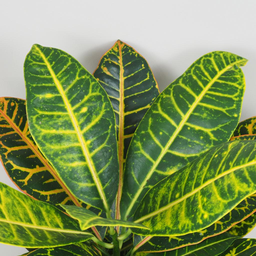 Krotónovec / Codiaeum variegatum ‘Petra’ veľký Krotonovec Codiaeum variegatum Petra