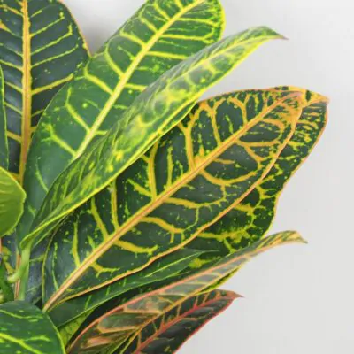 Krotónovec / Codiaeum variegatum ‘Petra’ veľký Krotonovec Codiaeum variegatum Petra