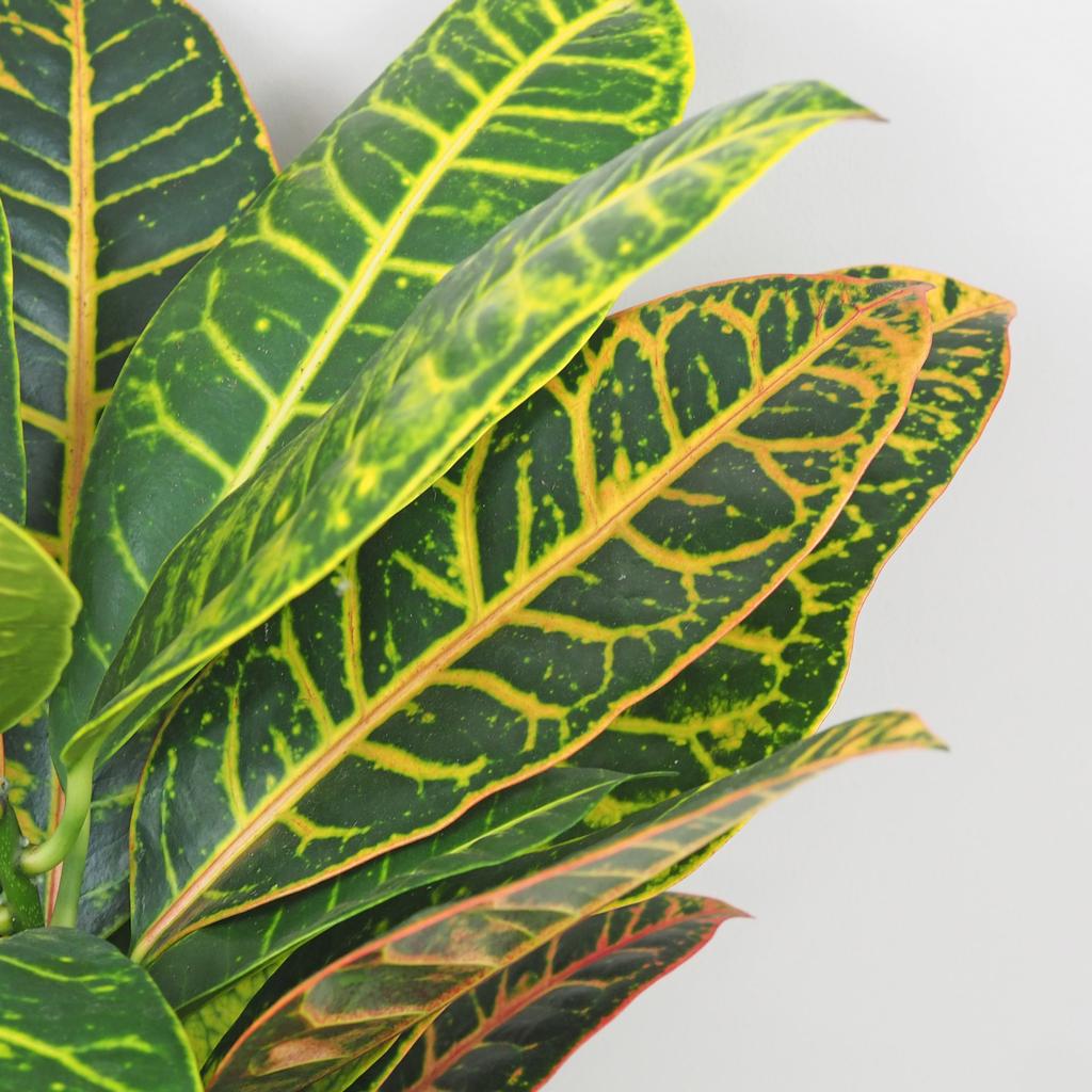 Krotónovec / Codiaeum variegatum ‘Petra’ veľký Krotonovec Codiaeum variegatum Petra