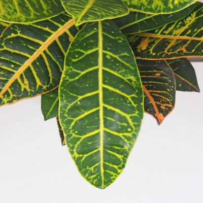 Krotónovec / Codiaeum variegatum ‘Petra’ veľký Krotonovec Codiaeum variegatum Petra