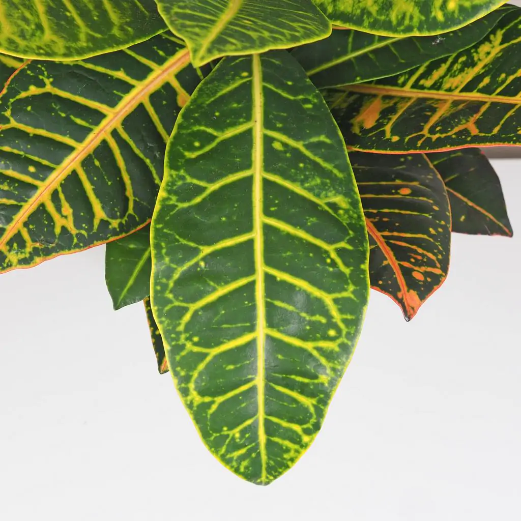 Krotónovec / Codiaeum variegatum ‘Petra’ veľký Krotonovec Codiaeum variegatum Petra