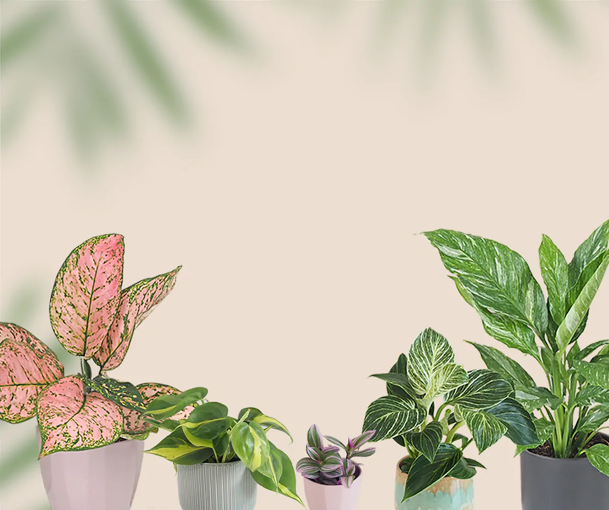 mobile banner Plantizia.sk