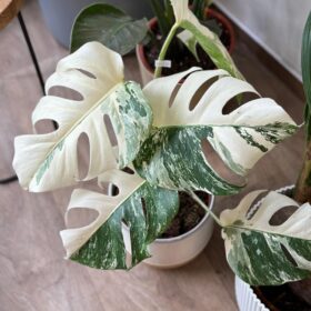 panasovane rastliny ako sa o ne starat