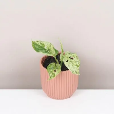 Monstera ‘Frozen Freckles’ monstera frozen freckles panasovana raritna izbova rastlina