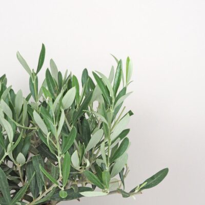 Olivovník európsky / Olea europaea Olivovník európsky Olea europaea