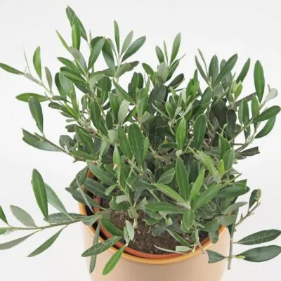 Olivovník európsky Olea europaea