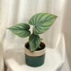 Philodendron ‘Colombia’ philodendron ‘Colombia’