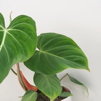 Philodendron gloriosum filodendron zeleny
