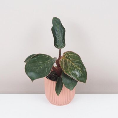 Philodendron Pink Bikini Pink Birkin raritna izbova rastlina