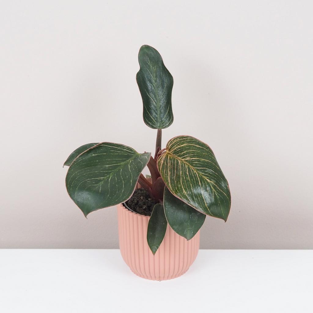 Philodendron ‘Pink Bikini’ / ‘Pink Birkin’ malý