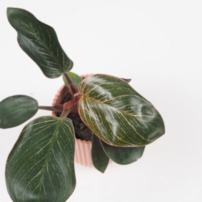 Philodendron ‘Pink Bikini’ / ‘Pink Birkin’ malý Philodendron Pink Bikini Pink Birkin raritna izbova rastlina