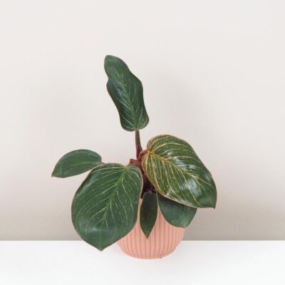 Philodendron ‘Pink Bikini’ / ‘Pink Birkin’ malý Philodendron Pink Bikini Pink Birkin raritna izbova rastlina