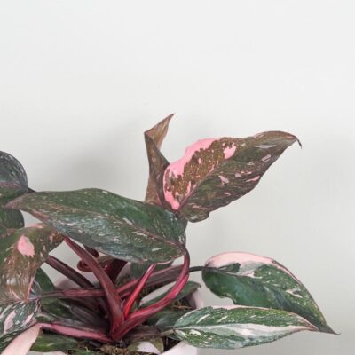 Philodendron ‘Pink Princess Marble’ Philodendron Pink Princess Marble ruzovy panašovaný filodendron vzacna izbova rastlina