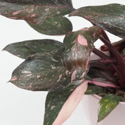 Philodendron ‘Pink Princess Marble’ Philodendron Pink Princess Marble ruzovy panašovaný filodendron vzacna izbova rastlina