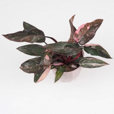 Philodendron ‘Pink Princess Marble’ Philodendron Pink Princess Marble ruzovy panašovaný filodendron vzacna izbova rastlina