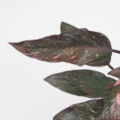 Philodendron ‘Pink Princess Marble’ Philodendron Pink Princess Marble ruzovy panašovaný filodendron vzacna izbova rastlina