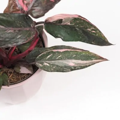 Philodendron ‘Pink Princess Marble’ Philodendron Pink Princess Marble ruzovy panašovaný filodendron vzacna izbova rastlina