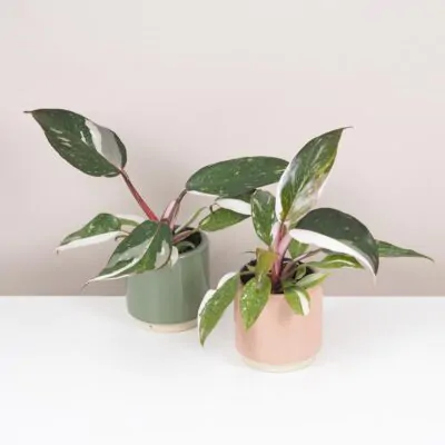 Philodendron ‘Red Anderson’ malý Philodendron Red Anderson panasovany filodendron vzacna izbova rastlina