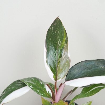 Philodendron ‘Red Anderson’ malý Philodendron Red Anderson panasovany filodendron vzacna izbova rastlina
