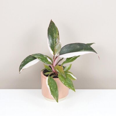 Philodendron ‘Red Anderson’ malý Philodendron Red Anderson panasovany filodendron vzacna izbova rastlina