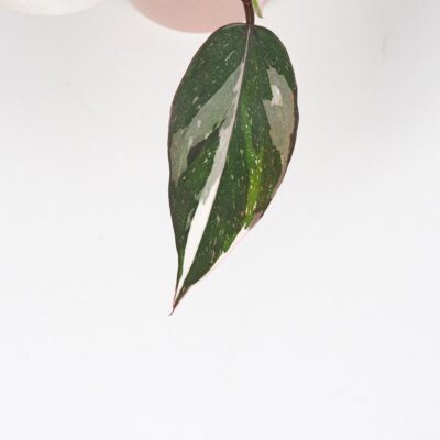 Philodendron ‘Red Anderson’ malý Philodendron Red Anderson panasovany filodendron vzacna izbova rastlina