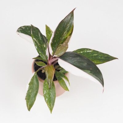 Philodendron ‘Red Anderson’ malý Philodendron Red Anderson panasovany filodendron vzacna izbova rastlina