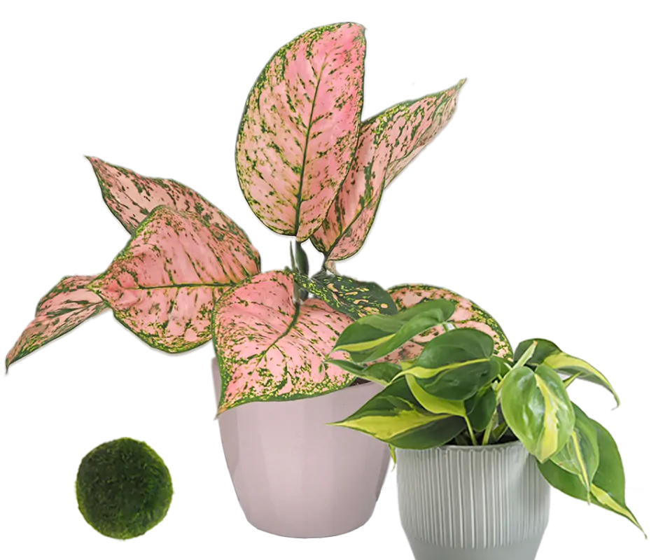rastlinky lava strana Plantizia.sk