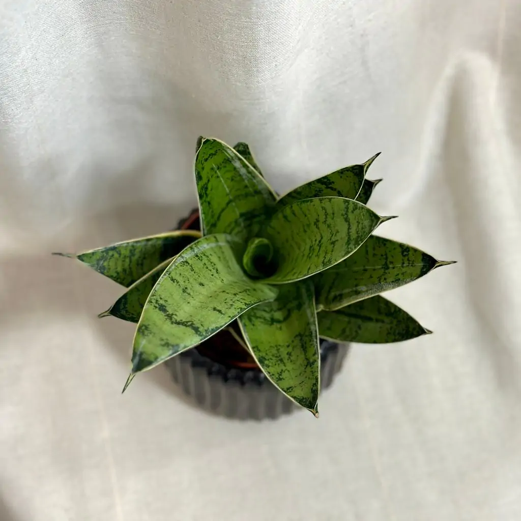 Sansevieria hahnii ‘Silver star’