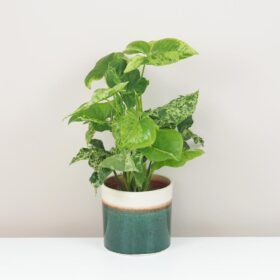Syngonium podophyllum mottled ‘Mojito’