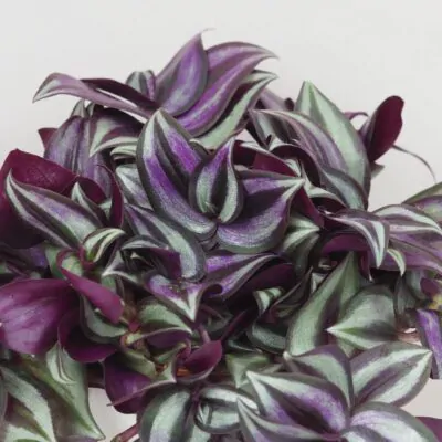 Tradescantia zebrina ‘Silver Plus’ tradescantia zebrina Silver Plus fialova tahava izbova rastlina