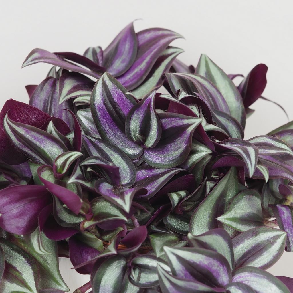 Tradescantia zebrina ‘Silver Plus’ tradescantia zebrina Silver Plus fialova tahava izbova rastlina