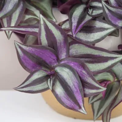 Tradescantia zebrina ‘Silver Plus’ tradescantia zebrina Silver Plus fialova tahava izbova rastlina