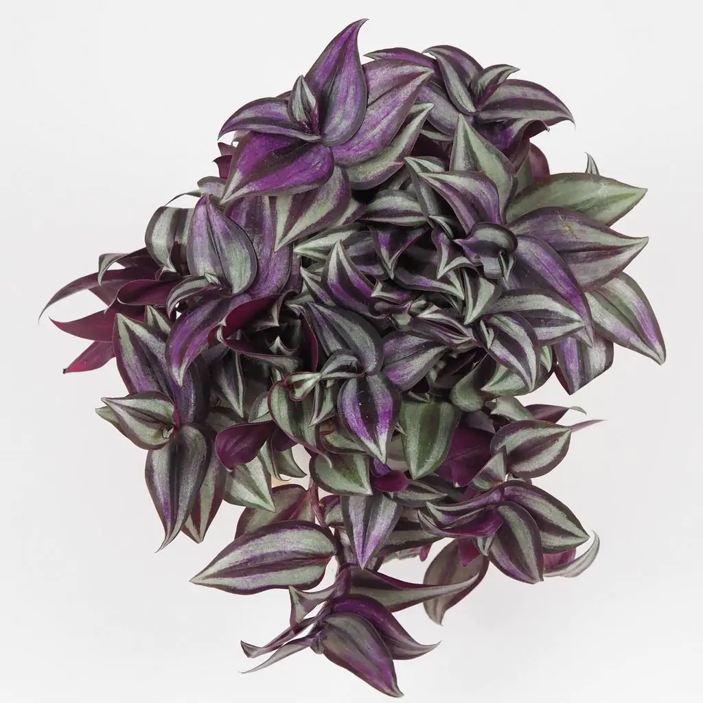 Tradescantia zebrina ‘Silver Plus’ tradescantia zebrina Silver Plus fialova tahava izbova rastlina