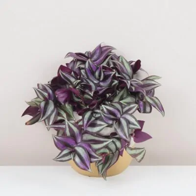 tradescantia zebrina Silver Plus fialova tahava izbova rastlina