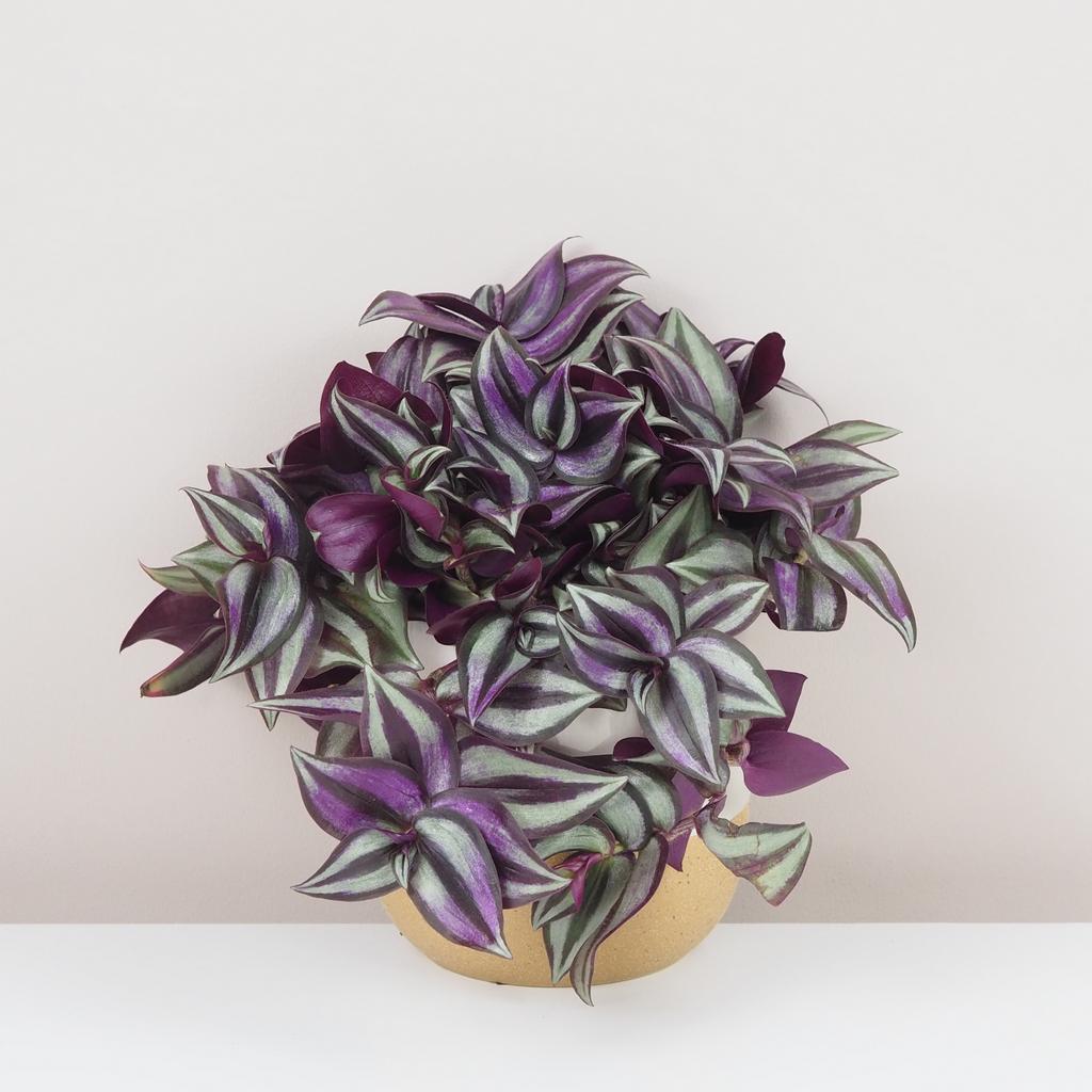 Tradescantia zebrina ‘Silver Plus’