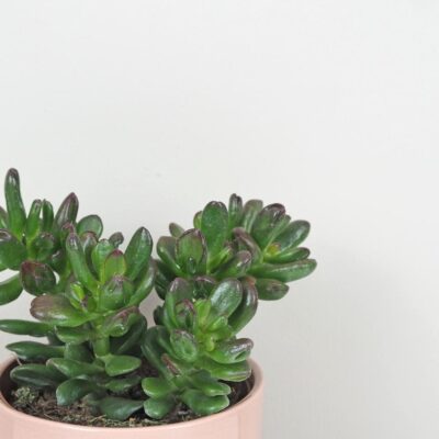 Tučnolist / Crassula ovata ‘Gandalf’ Tucnolist Crassula ovata Gandalf sukulent