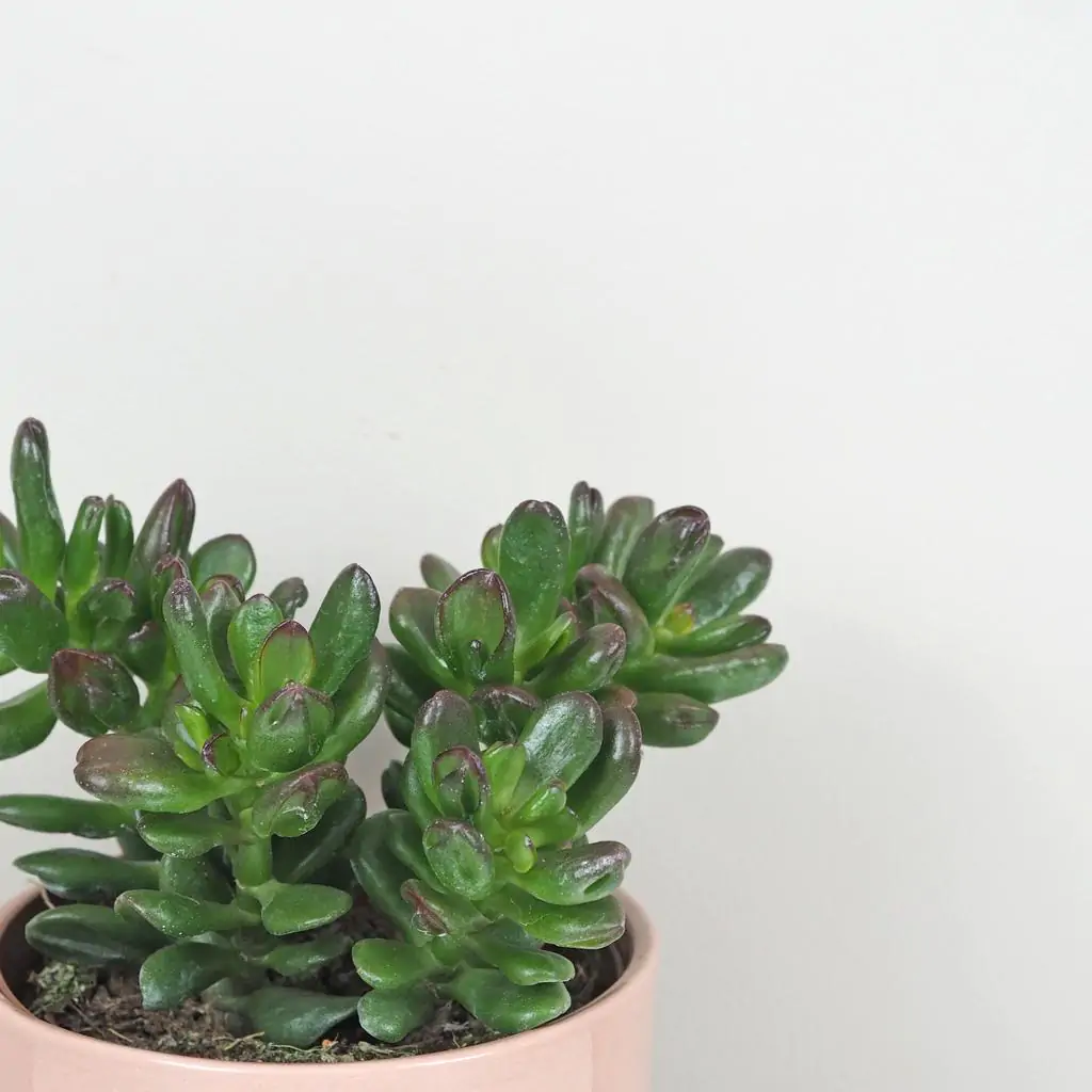 Tučnolist / Crassula ovata ‘Gandalf’ Tucnolist Crassula ovata Gandalf sukulent