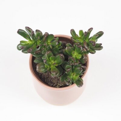 Tučnolist / Crassula ovata ‘Gandalf’ Tucnolist Crassula ovata Gandalf sukulent