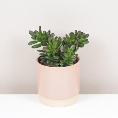 Tucnolist Crassula ovata Gandalf sukulent